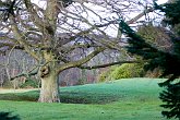 IMG_3743   Ardoe House tree : Aberdeen, Ardoe House, garden, grass, green, landscape, love, marriage, path, places, rocks, Scotland, stock, tree, walkway, wedding