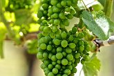 IMG_2553   bunch : bunch, grapes, napier, New Zealand, NZ, vines, vineyard, wine, winery